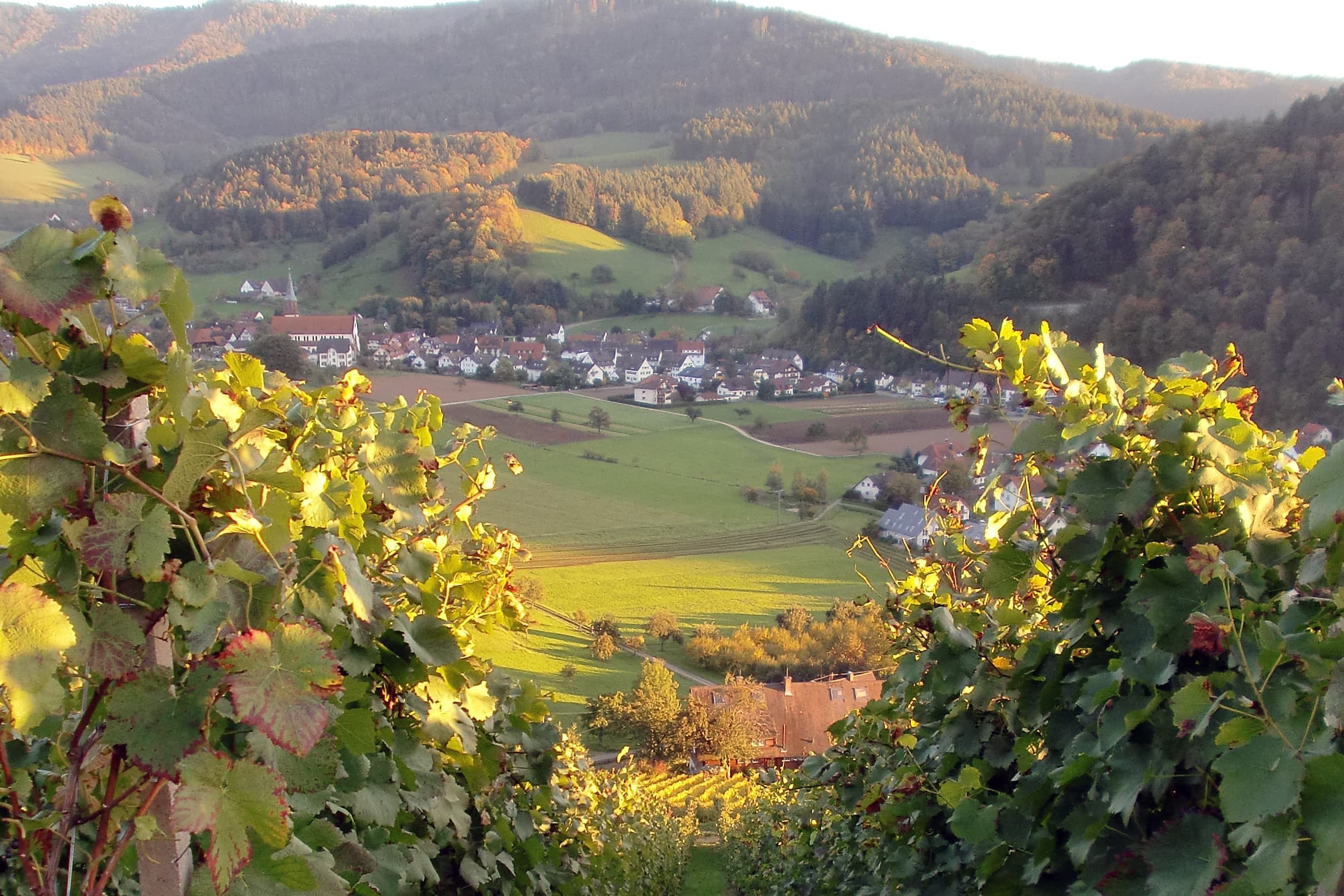 Der Blick ins Dorf wird von Reben eingerahmt.