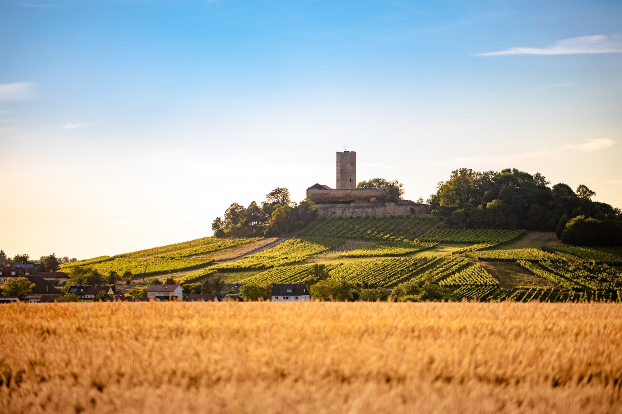 Fernsicht auf die Burg Steinsberg umgeben von Weinbergen und Bäumen