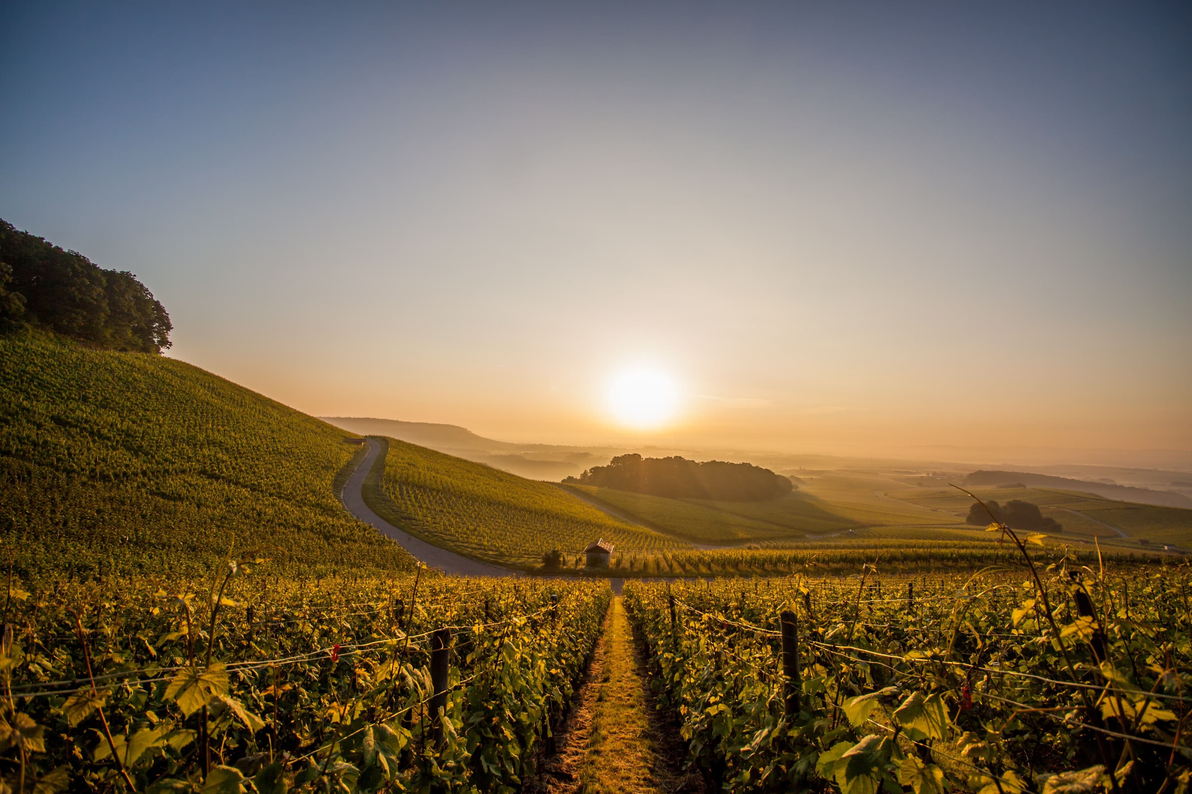 Autumn in the vineyards of Brackenheim