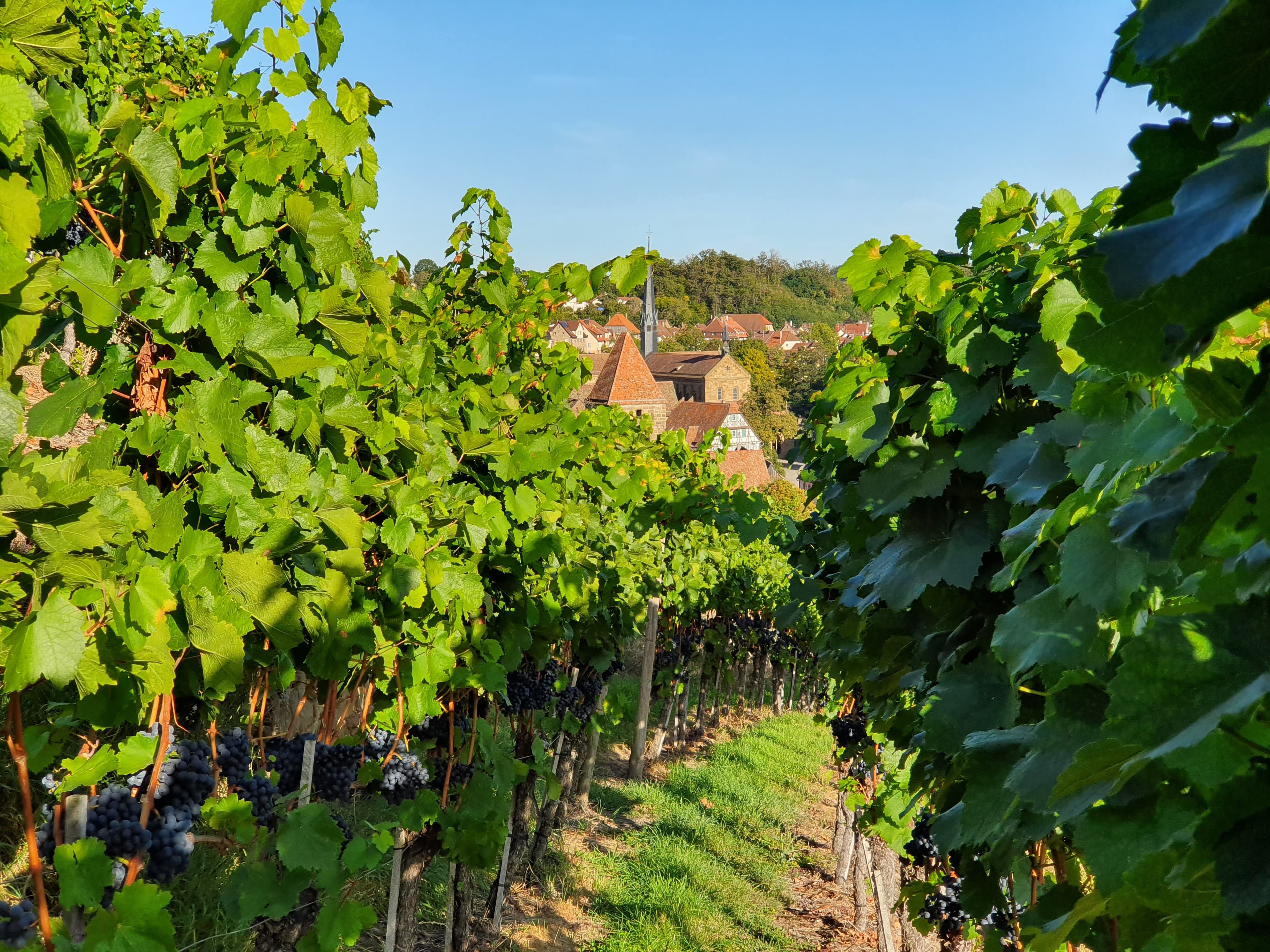 Weinreben im Closterweinberg Maulbronn im Hintergrund das Kloster