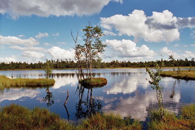 Das Hochmoorgebiet in Kaltenbronn