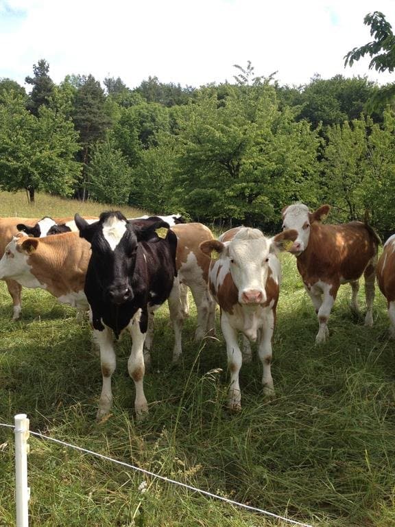 Rinder Bauernhof Gobs