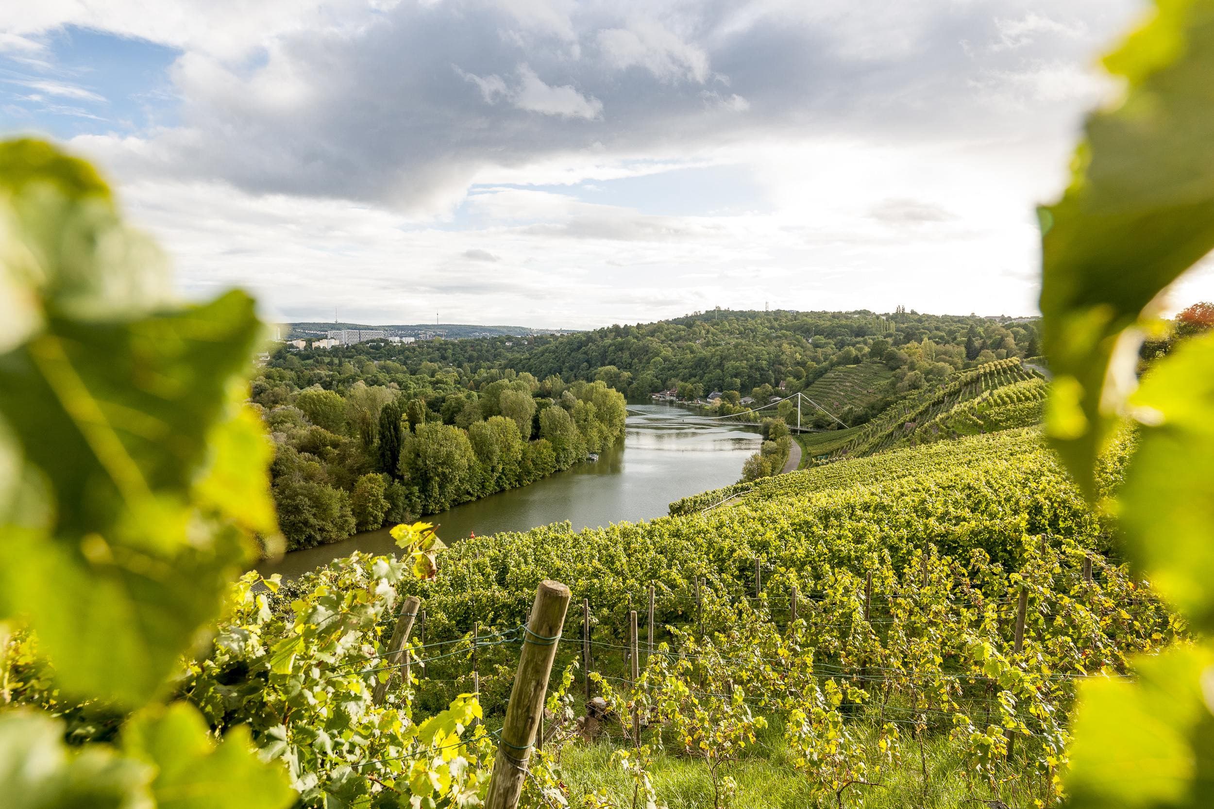 Vineyards near Stuttgart with a view of the Neckar