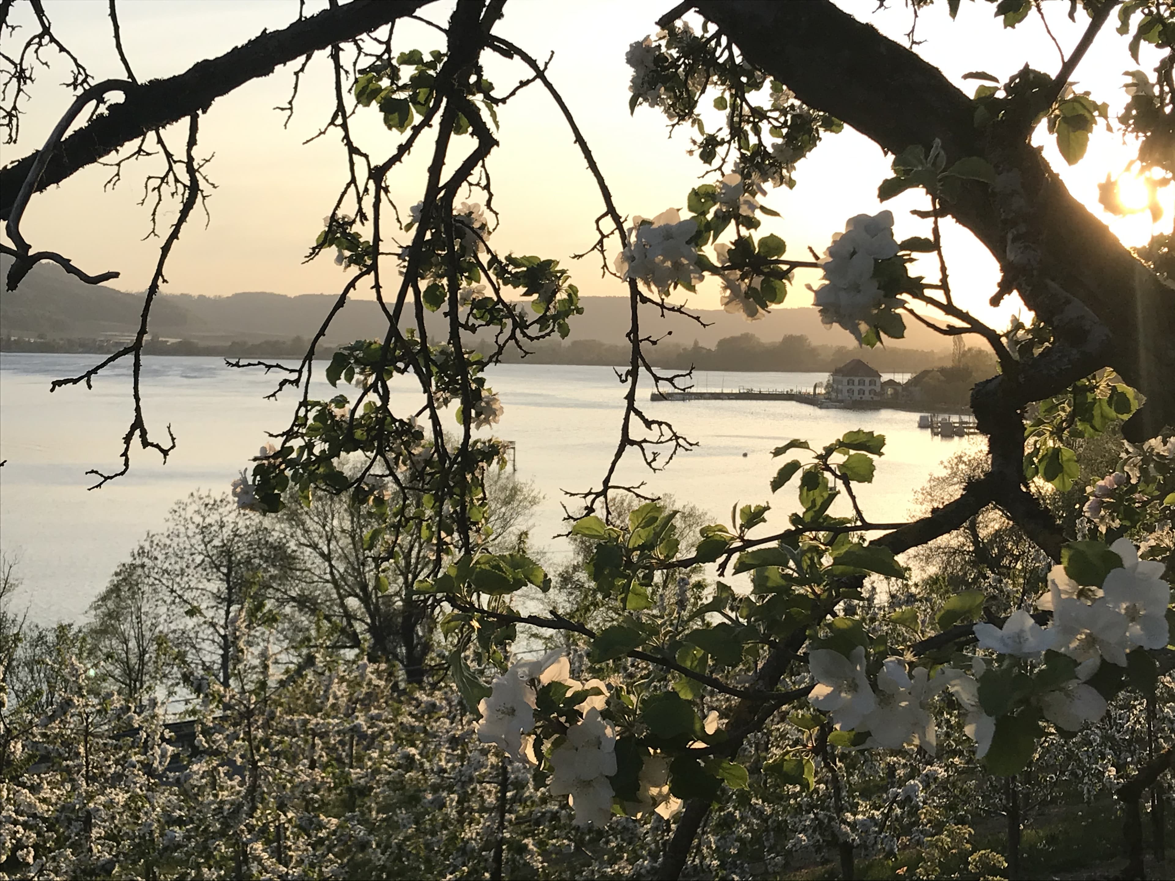 Sonnenuntergang am Blütenweg: Im Vordergrund weiß blühende Obstbäume, im Hintergrund das Zollhaus und der Überlinger See