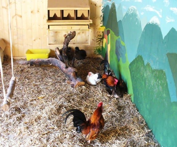 Raum mit Stroh ausgelegt, darin befinden sich zwei Hühner und 2 Hähne. Die Holzwände sind mit bunten Bergen bemalt.