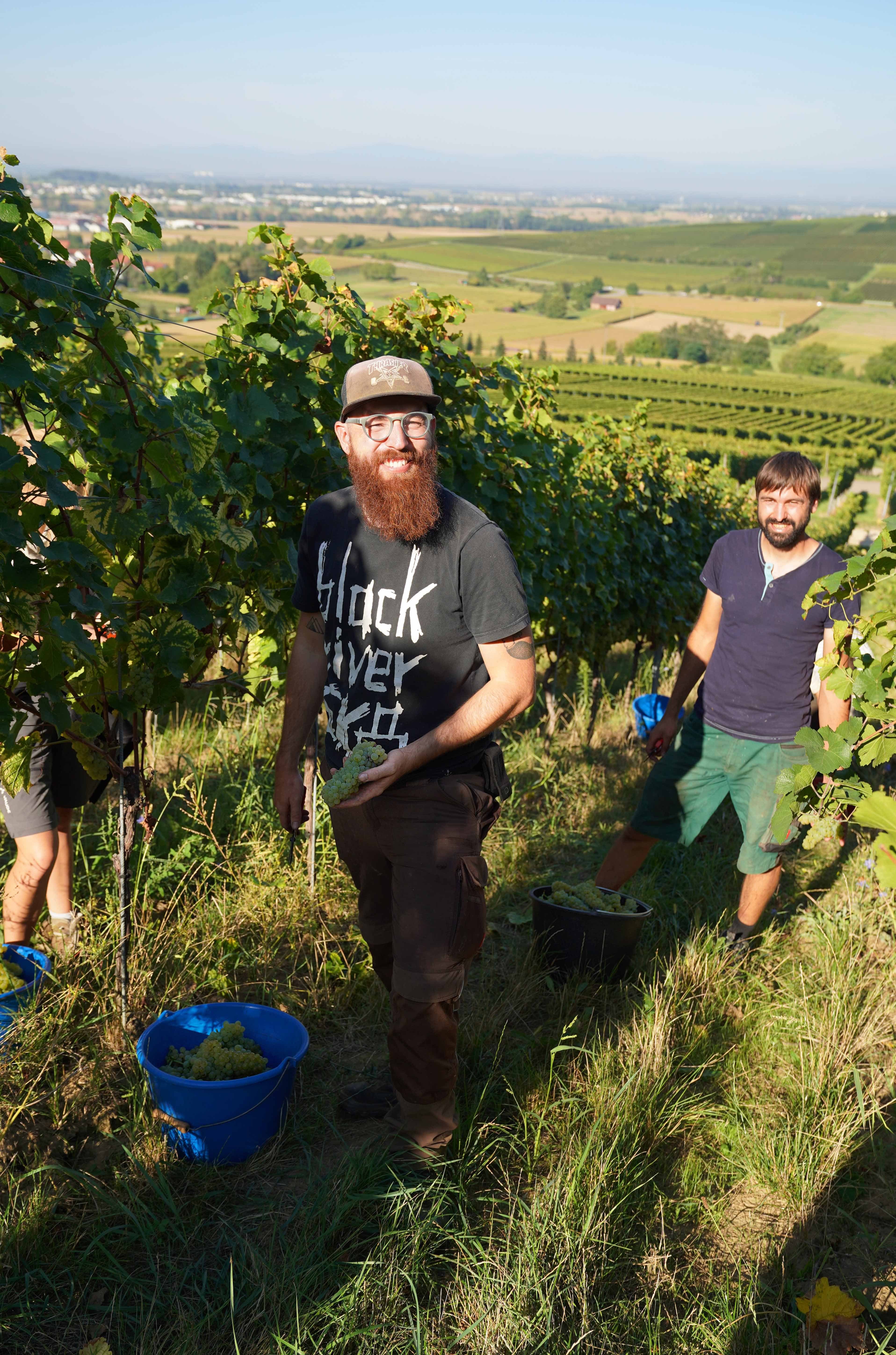 Weinlese beim Weingut Scherer & Zimmer