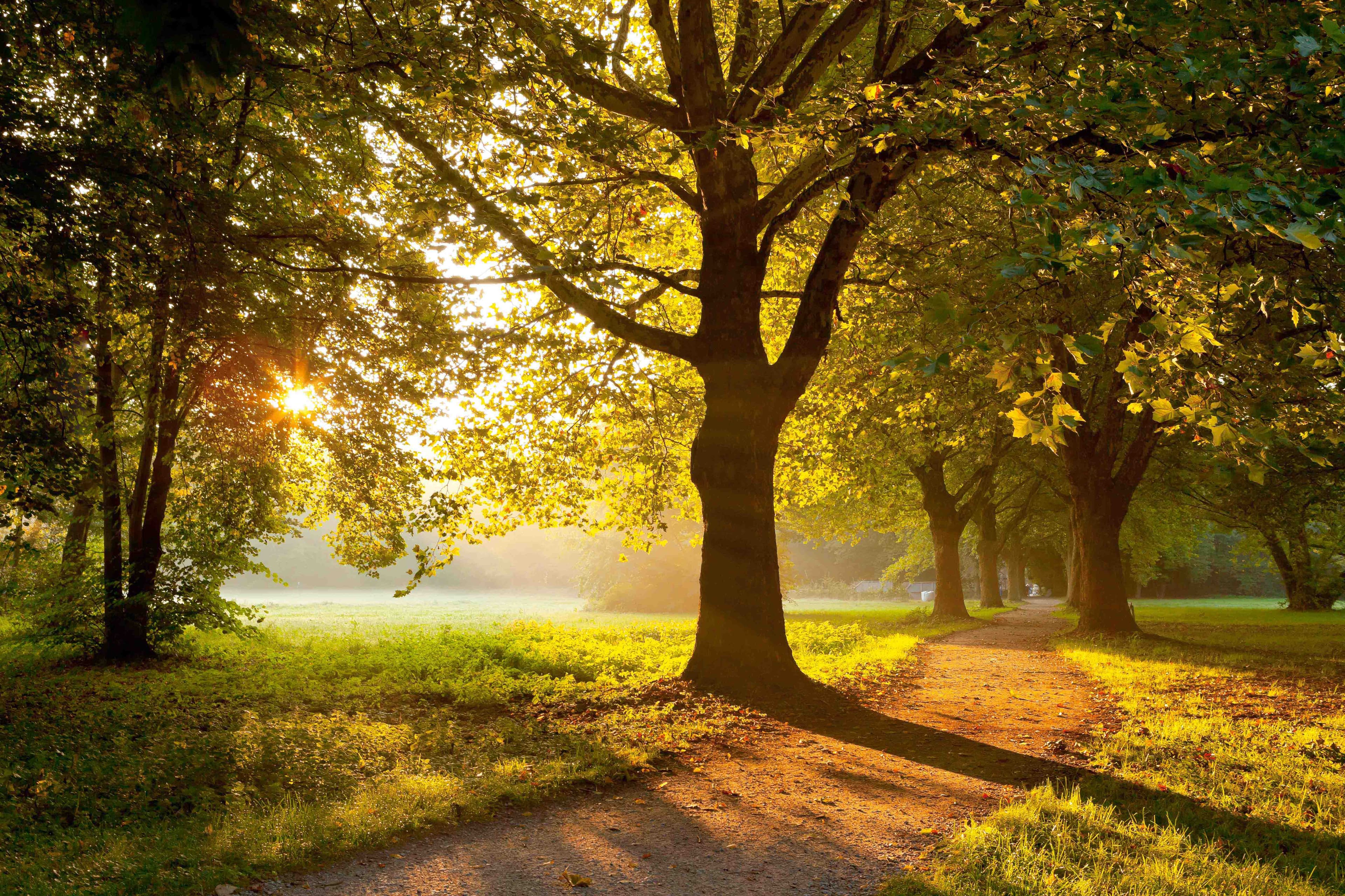 Wunderschöne Allee im Kurpark Bad Krozingen