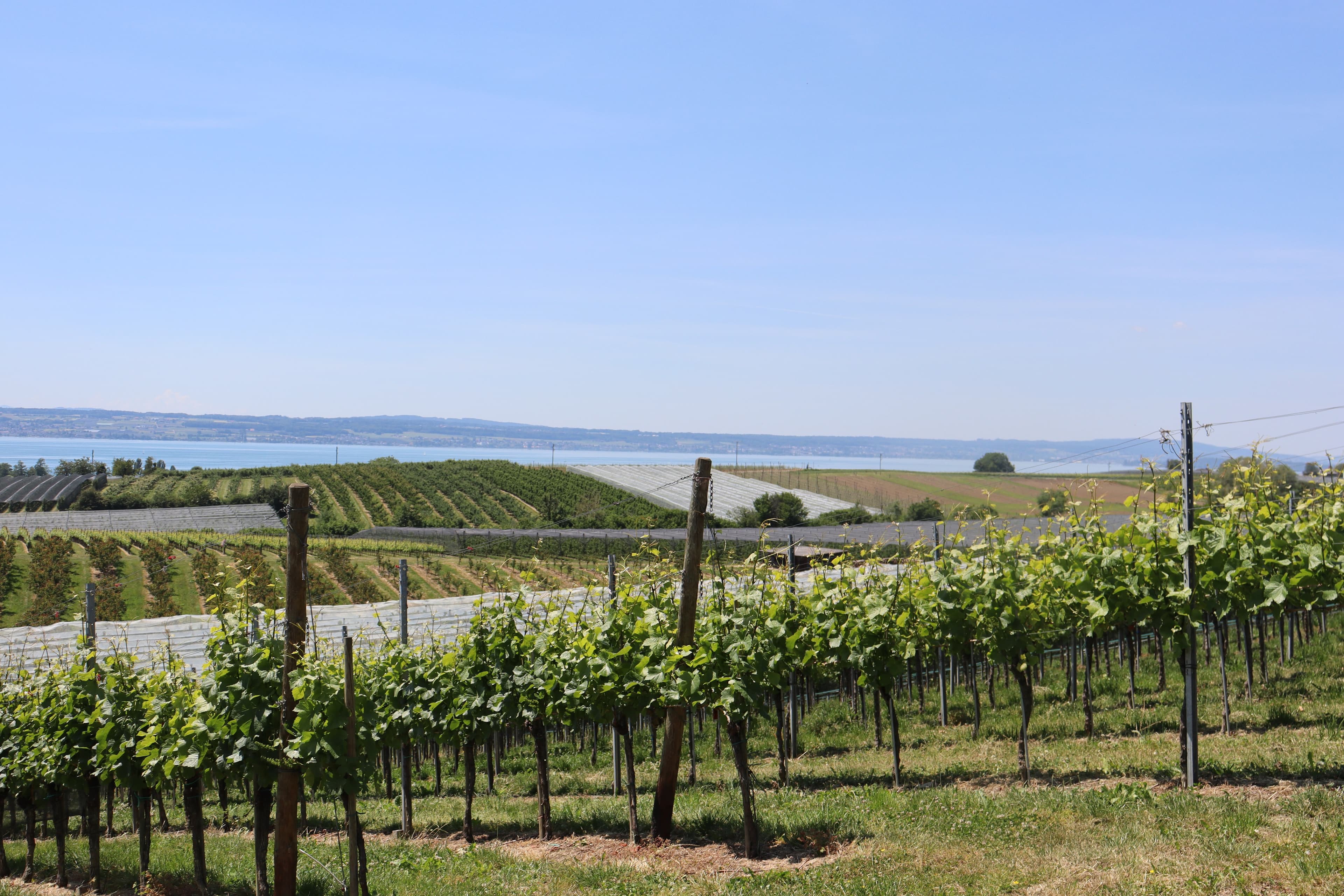 Blick vom Apfelweg auf den Bodensee über die Reben
