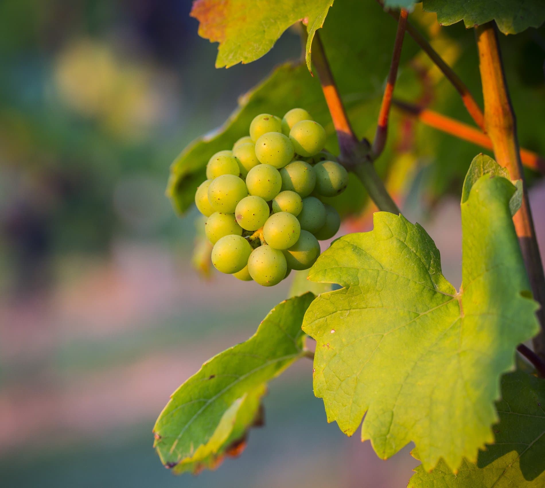 Grüne Weintrauben hängen an einer Weinrebe zwischen den Weinblättern