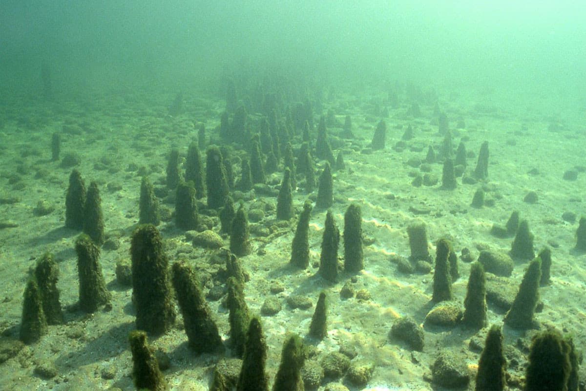 Unterwasseraufnahmen von einem Pfahlbaufeld an der UNESCO-Welterbestätte Unteruhldingen-Stollenwiese