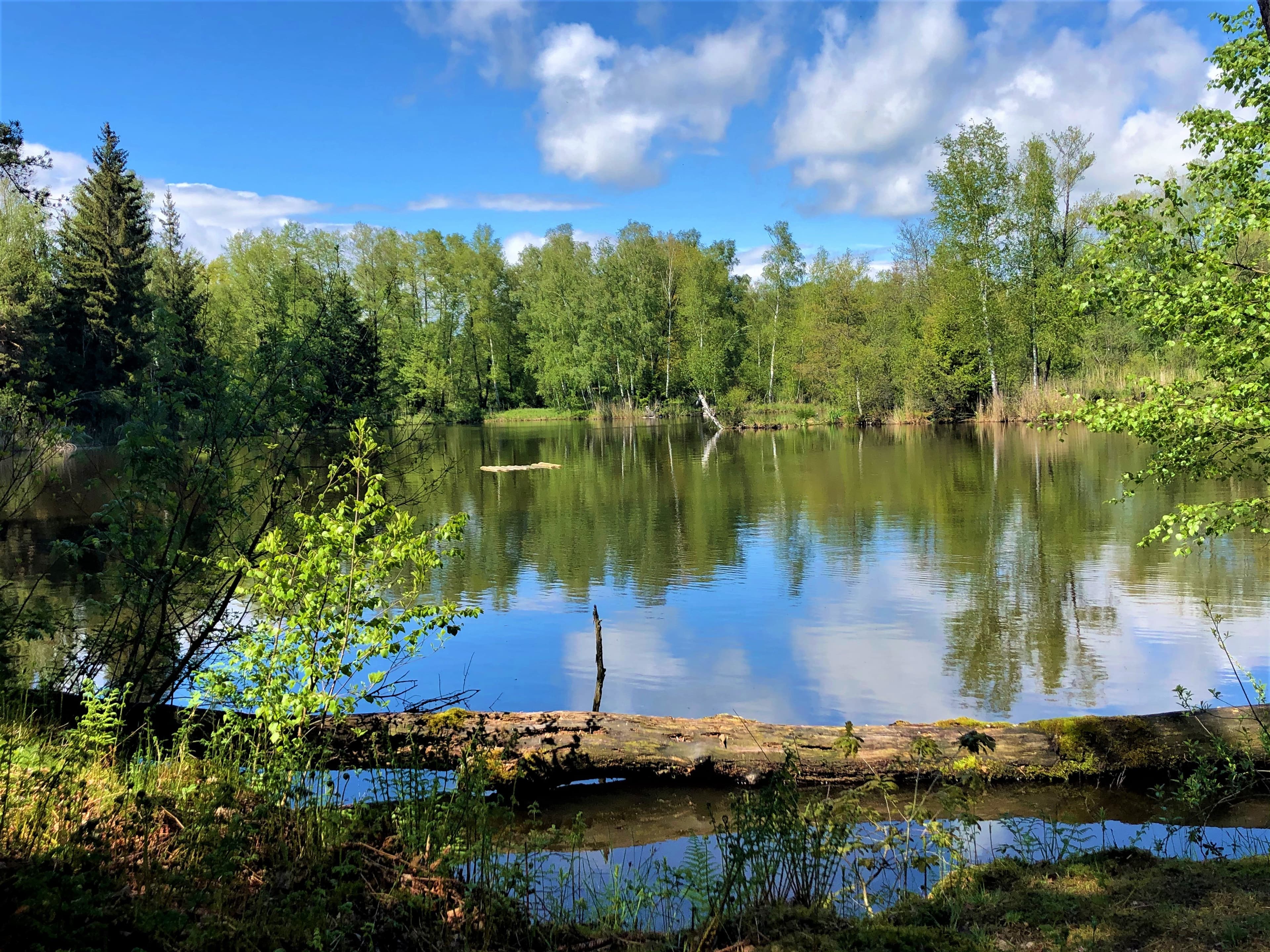 Der Moorsee auf der Rundtour "Moorseen"