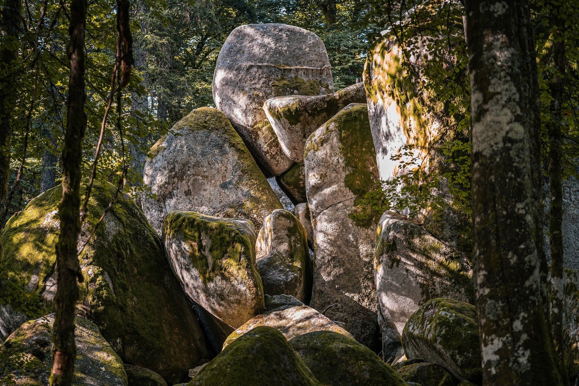 Large rocks in the middle of the forest