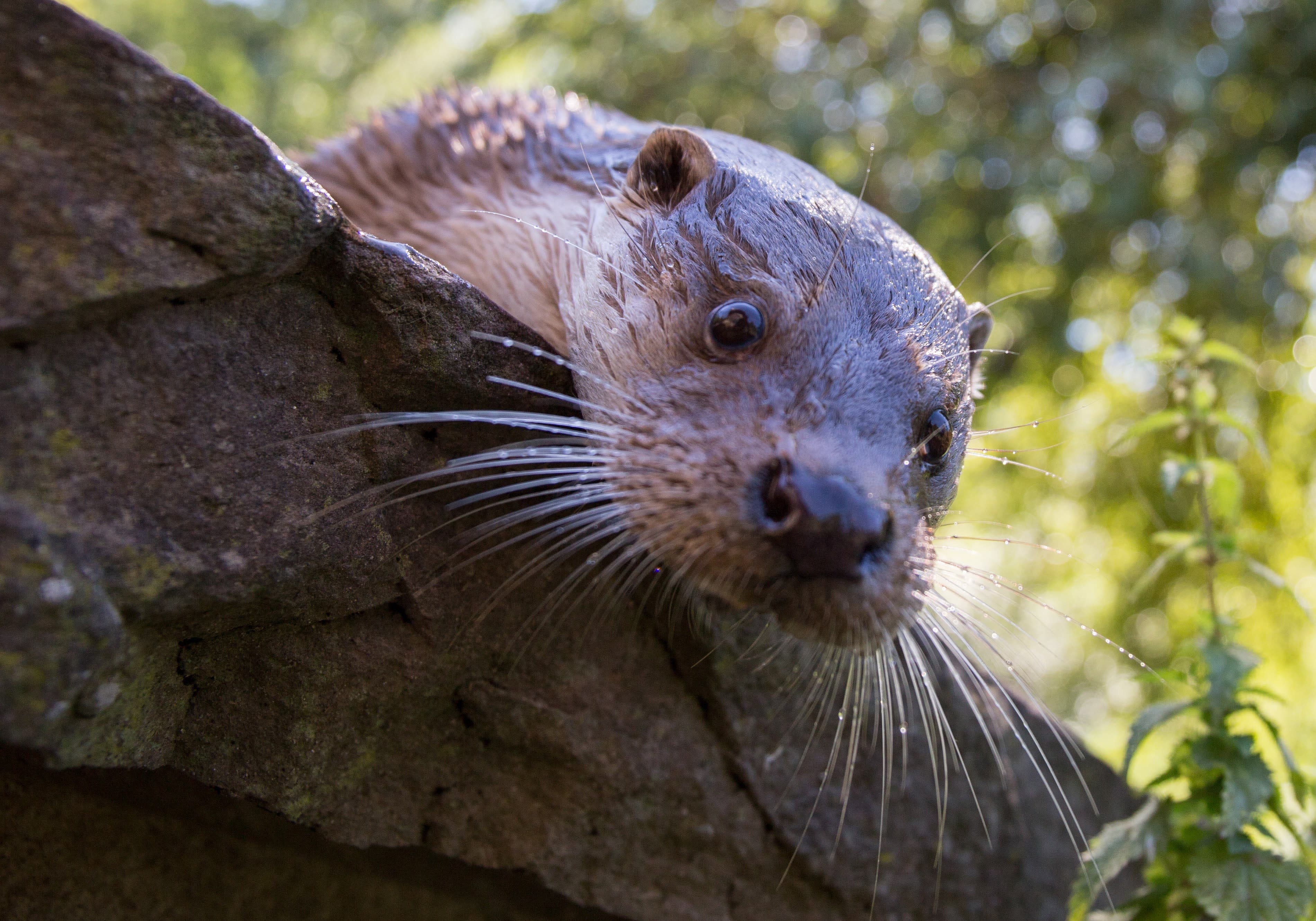 Hello otter
