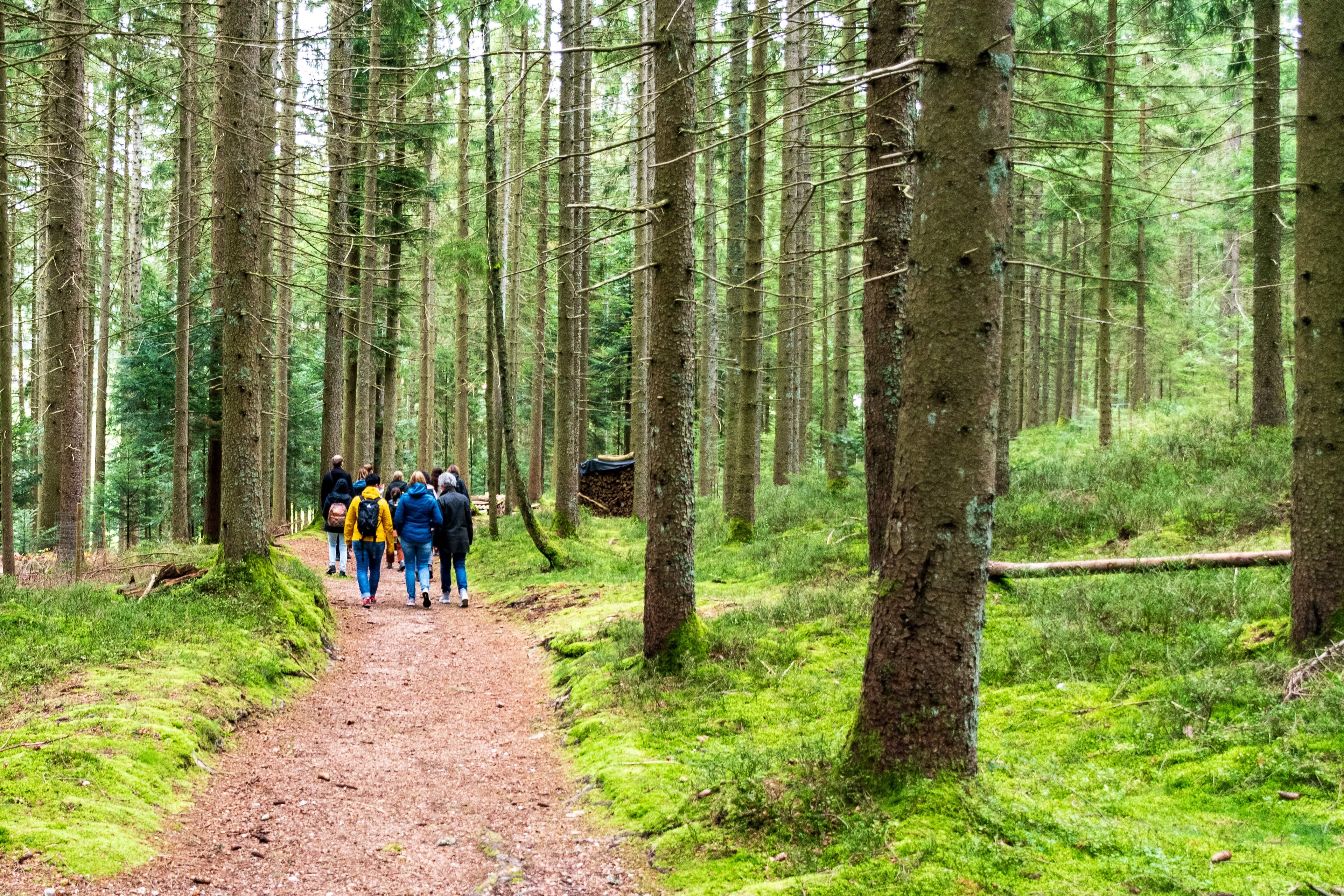 Waldweg des Yoga Natur Pfads