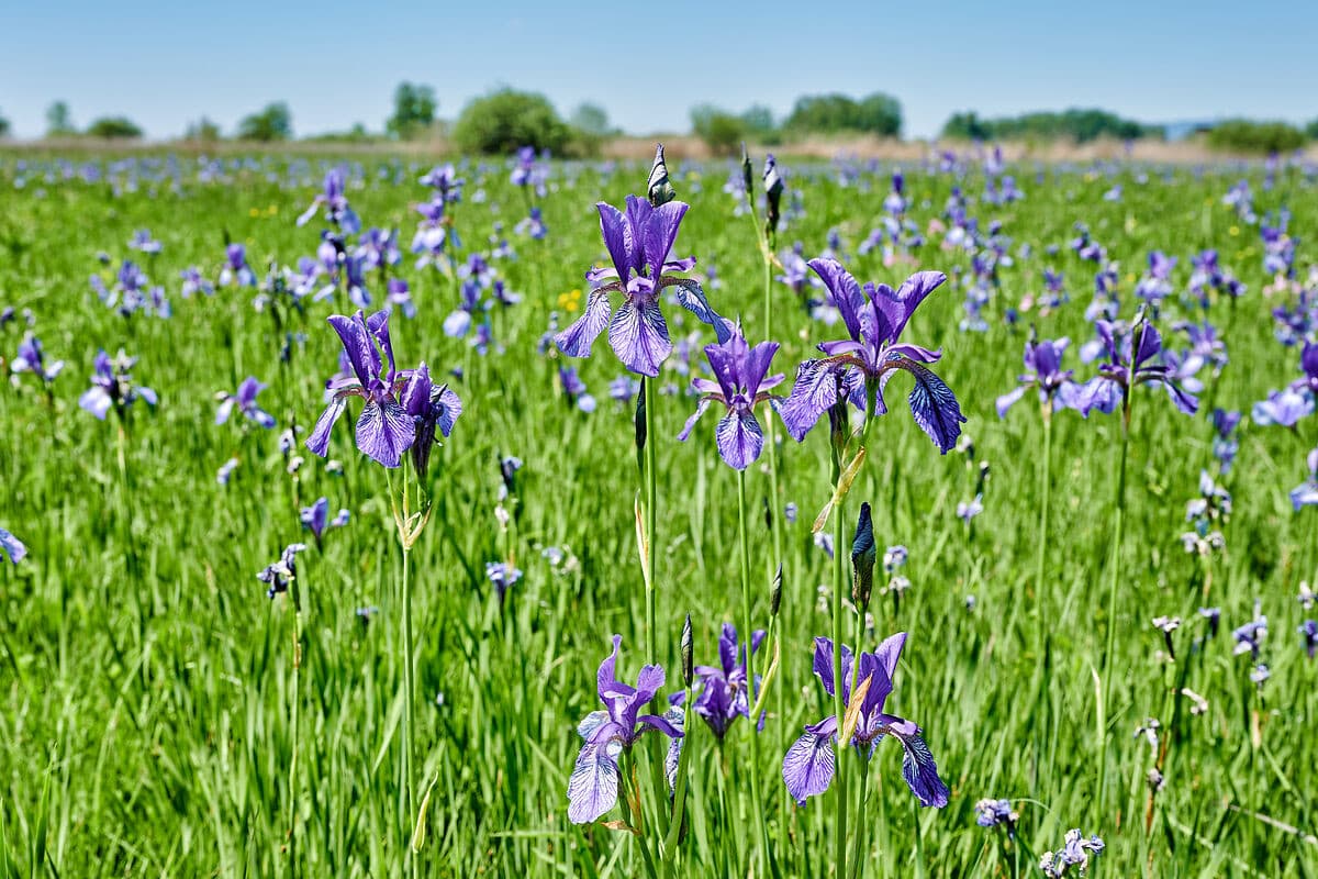 Irisblüte im Erskircher Ried. Die Sibirische Schwertlilie blüht in voller Pracht.