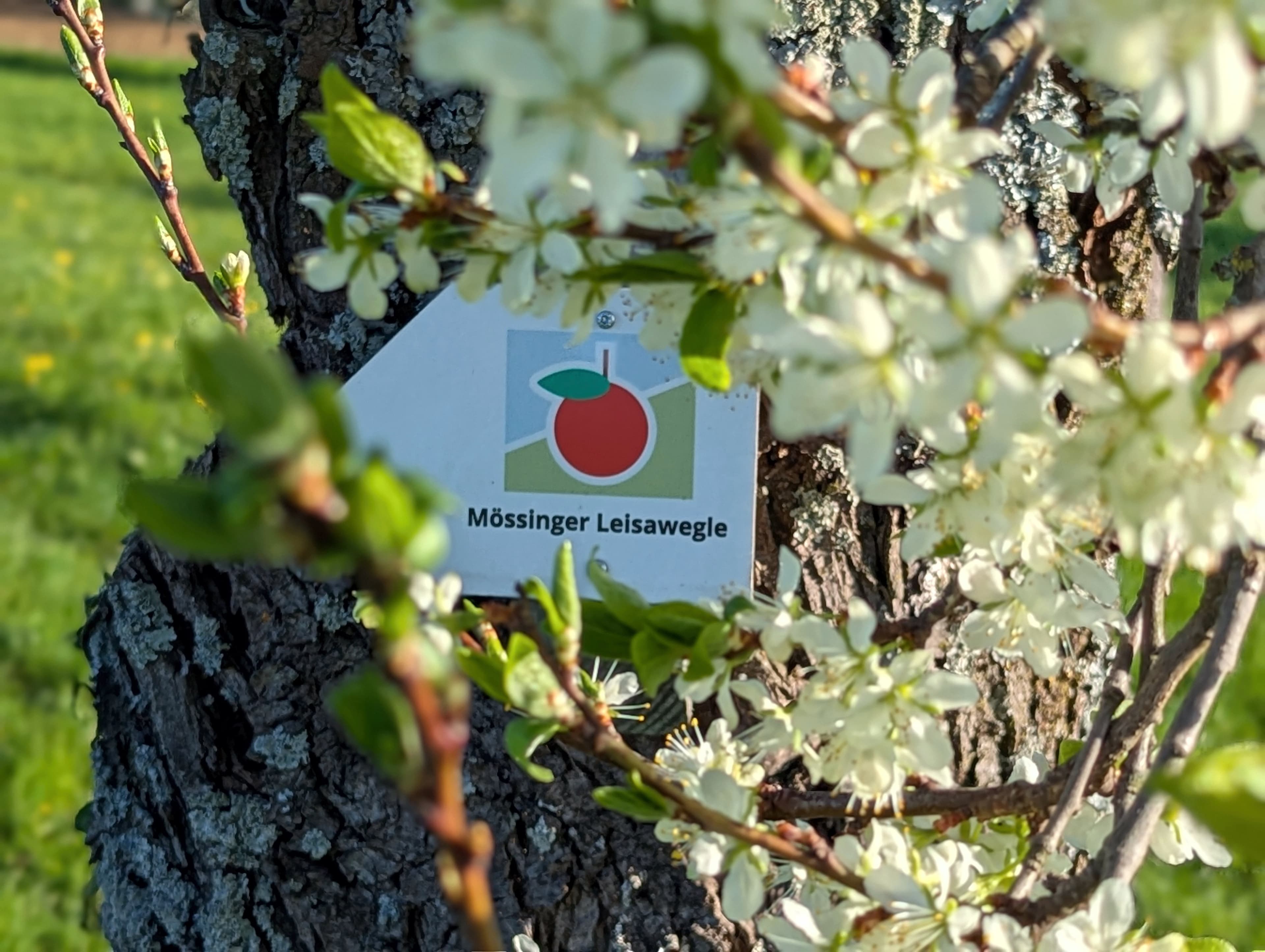 Im Frühjahr führt das Mössinger Leisawegle durch ein Blütenmeer
