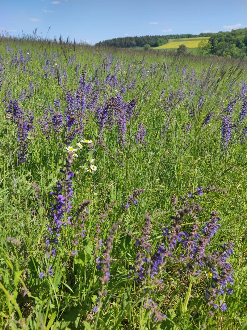 Wiesenkräuter und Blumen blühen auf einer Wiese