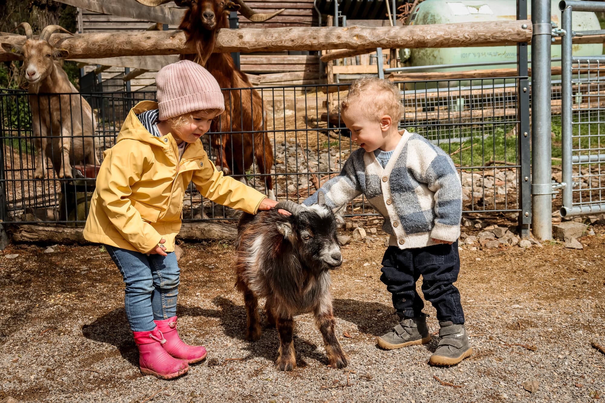 Das Bild zeigt zwei kleine Kinder beim Streicheln einer Ziege.