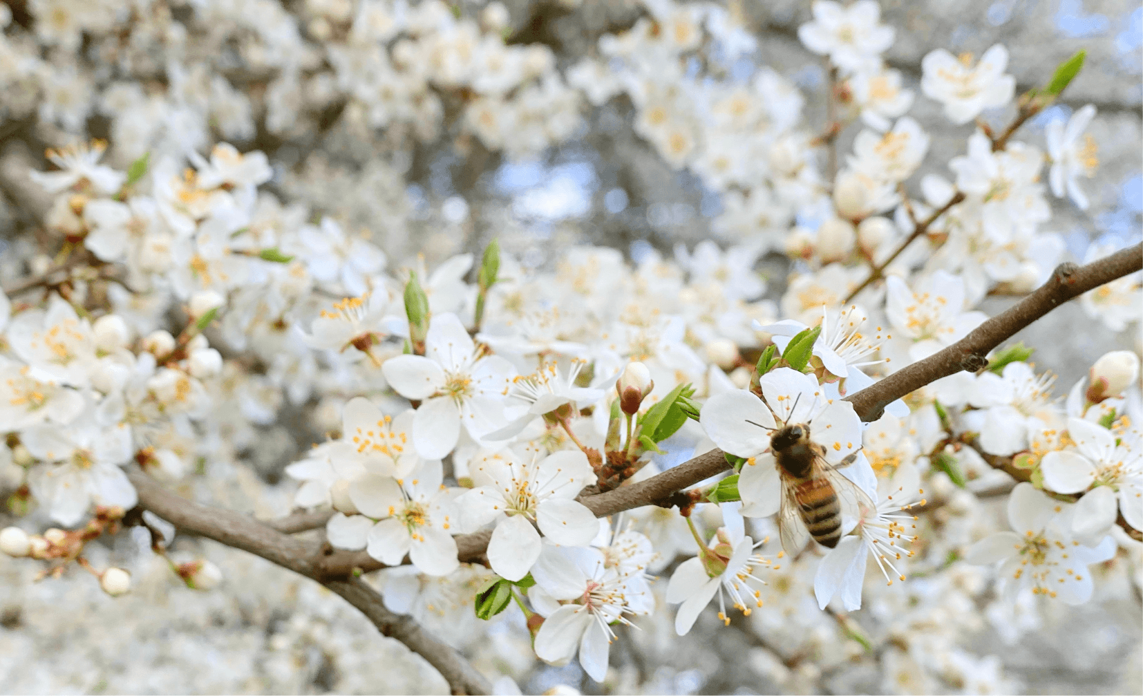 Blütenbaum mit einer Biene