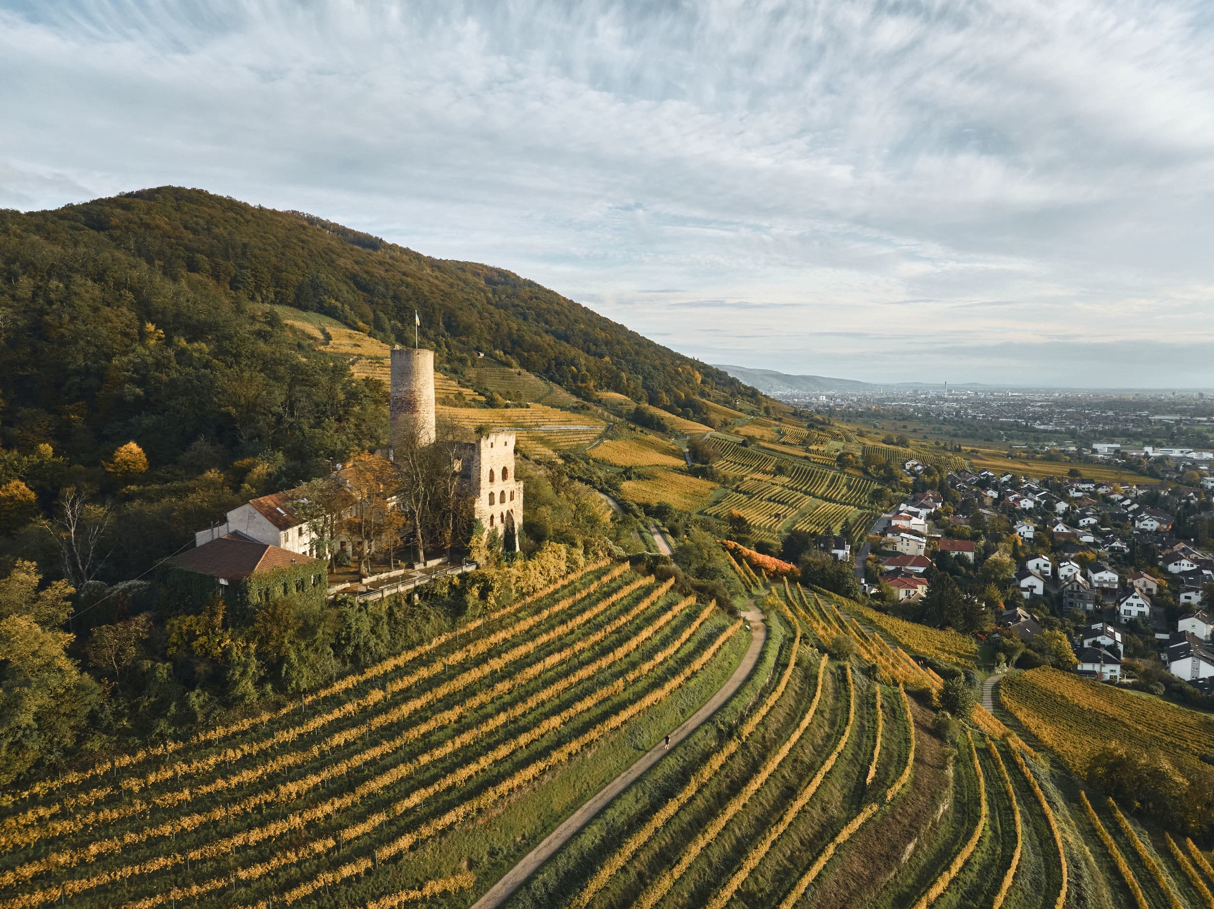 Burgruine Strahlenburg auf einem bewaldeten Hügel mit Weinbergen und Blick auf Schriesheim.