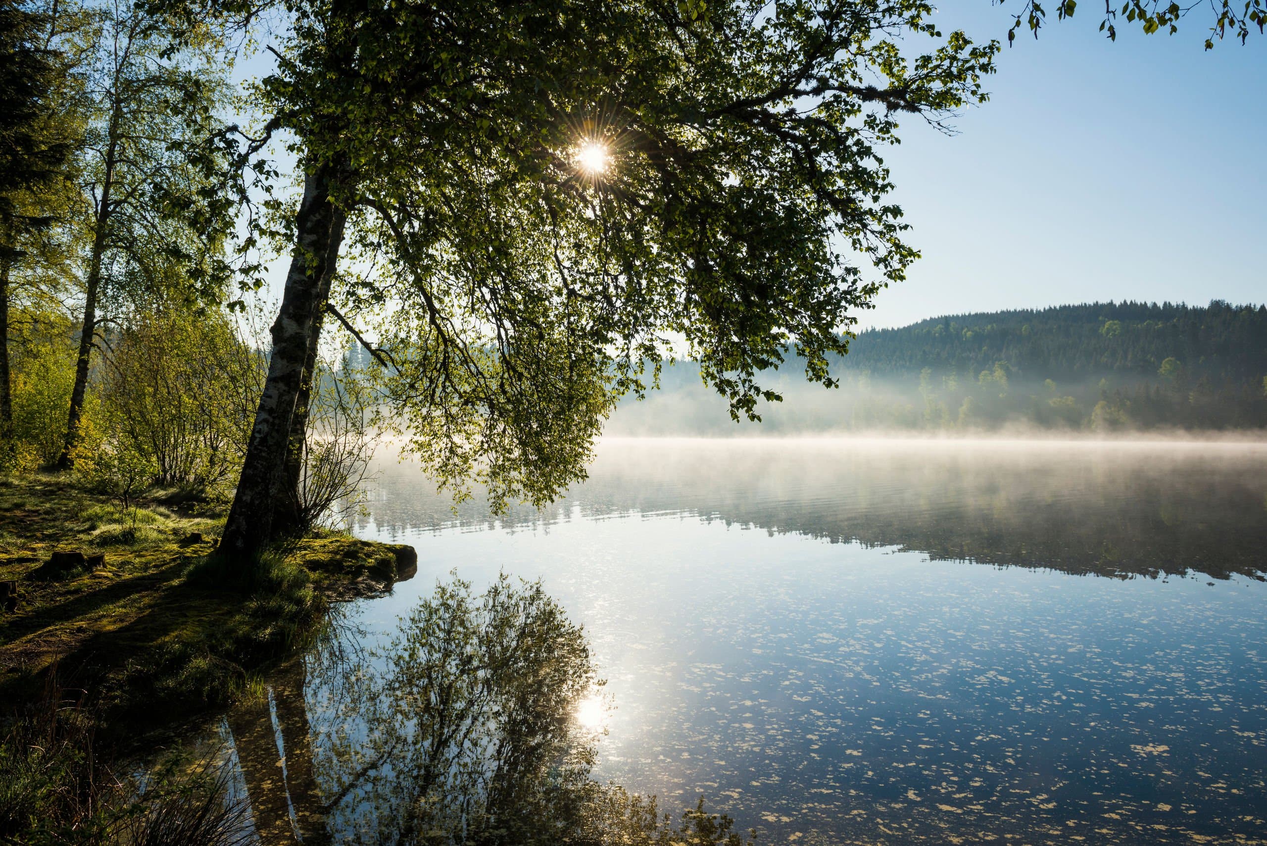 Windgfällweiher am Vormittag