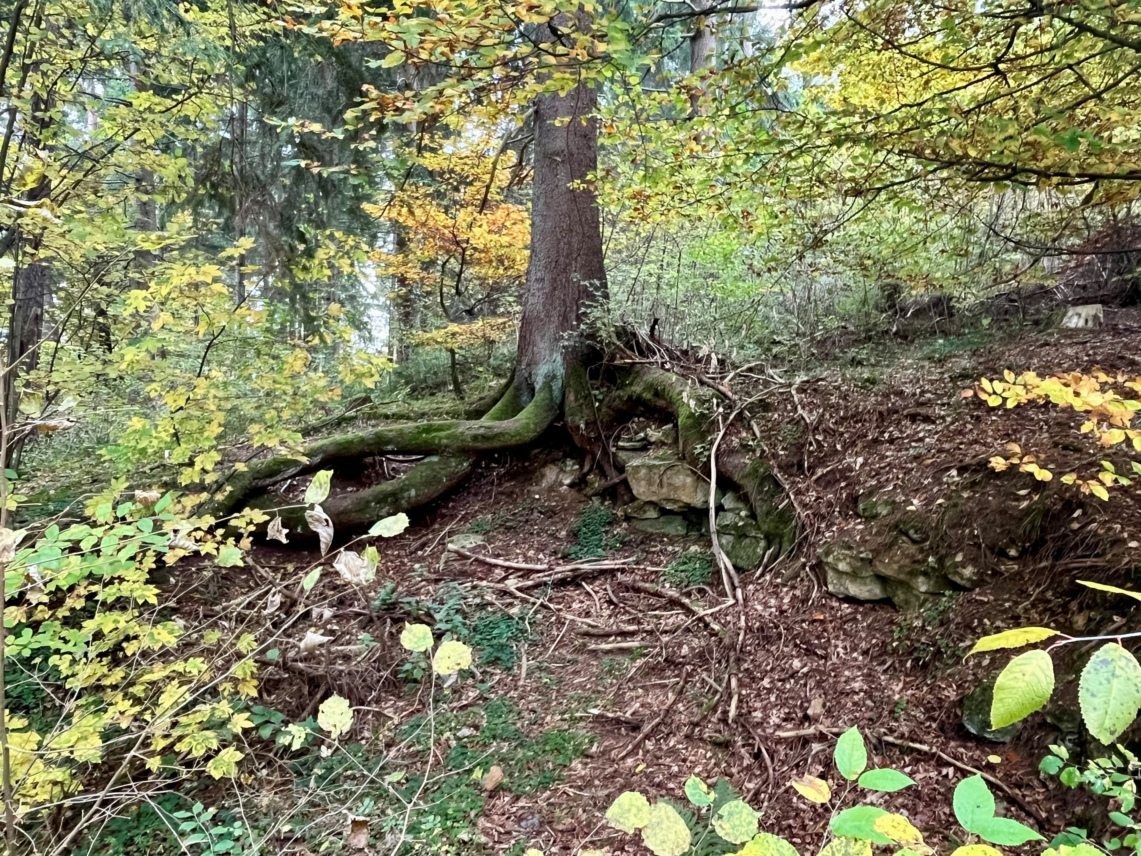 Baumwurzel fest verankert im Waldbolden und dennoch offen für den Betrachter