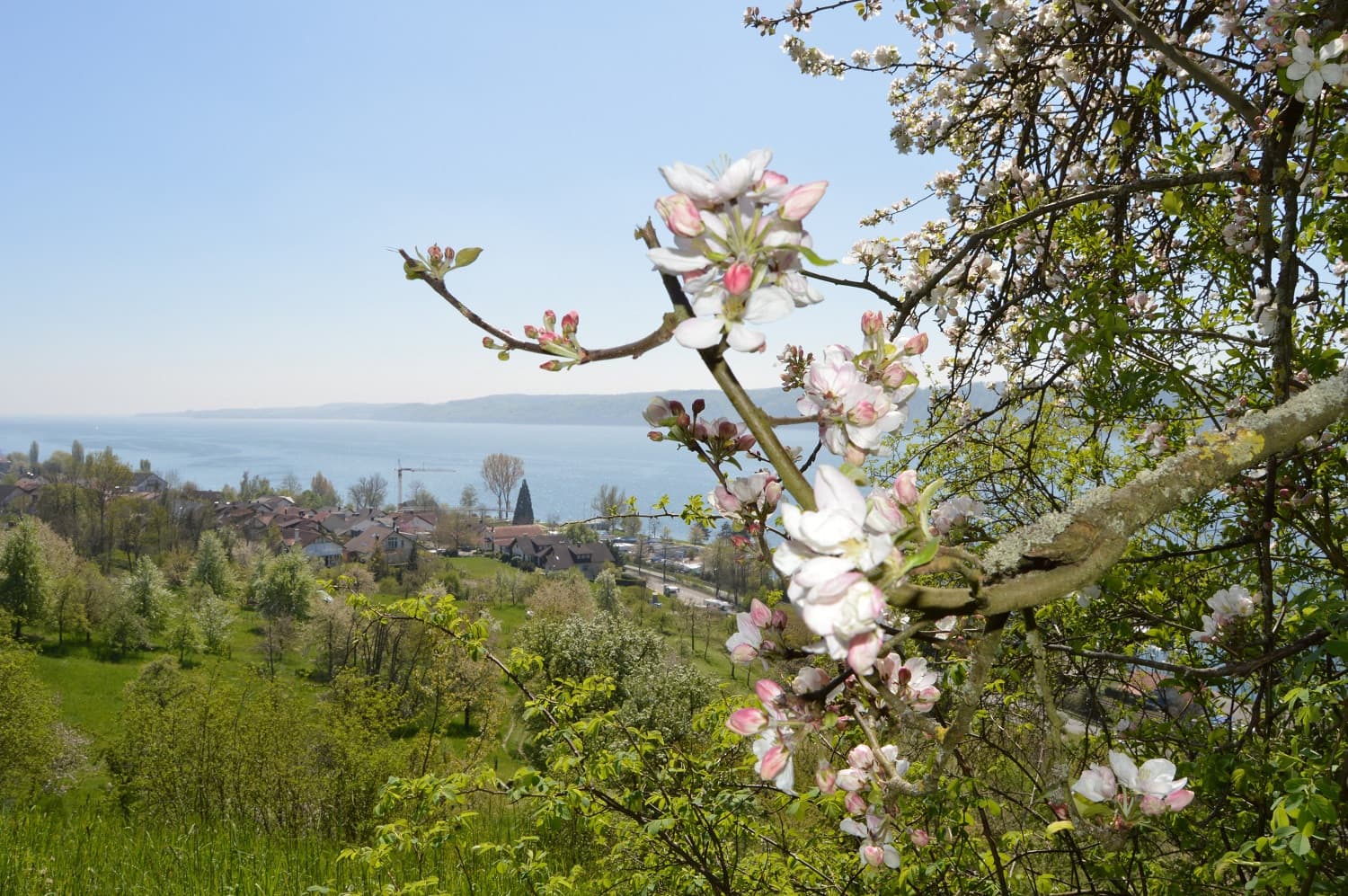 Blütenweg zur Blütezeit