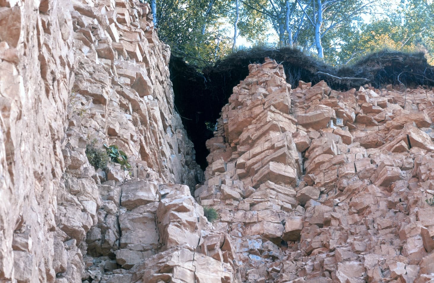 Kalkstein mit fossilen Einschlüssen und unregelmäßiger Oberfläche. Er fühlt sich trocken und leicht porös an.