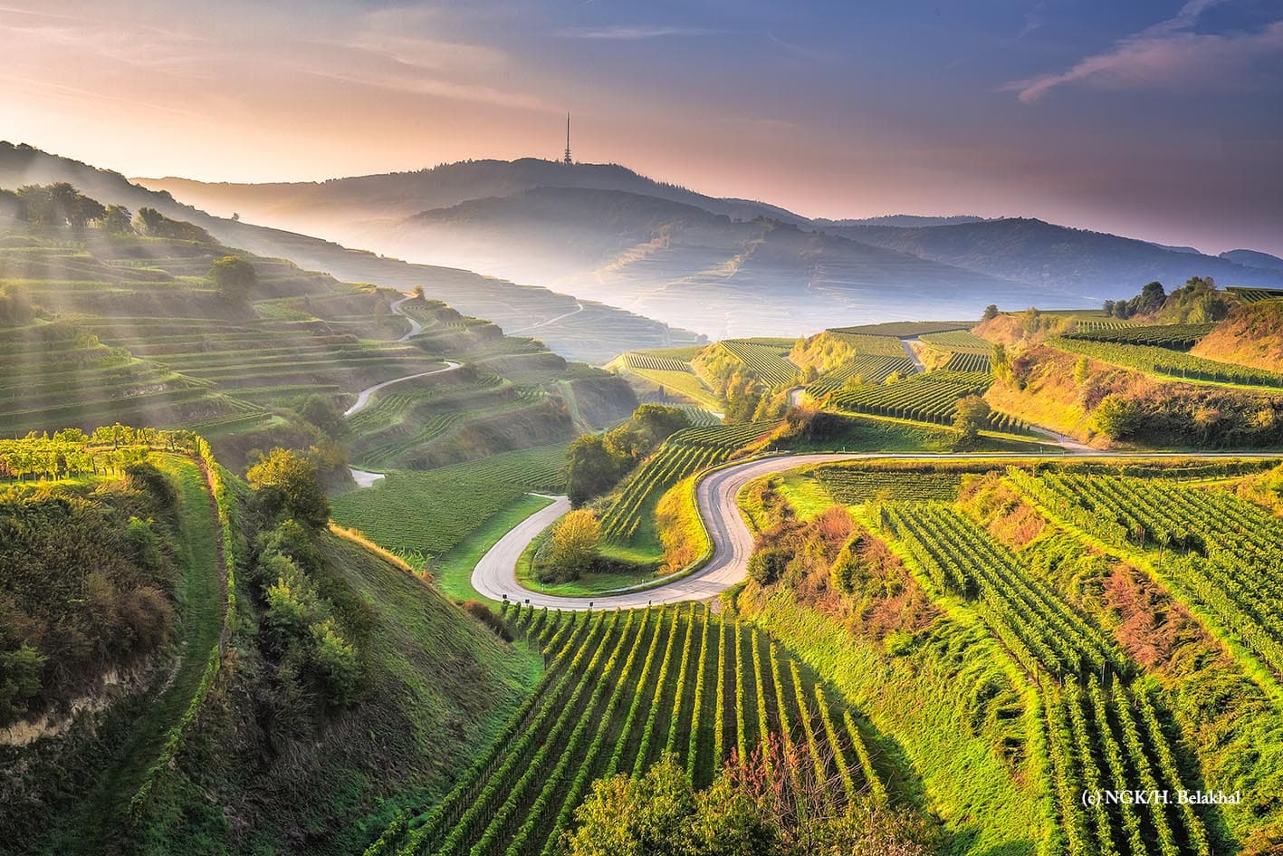 Blick über die Reblandschaft des Naturgarten Kaiserstuhl