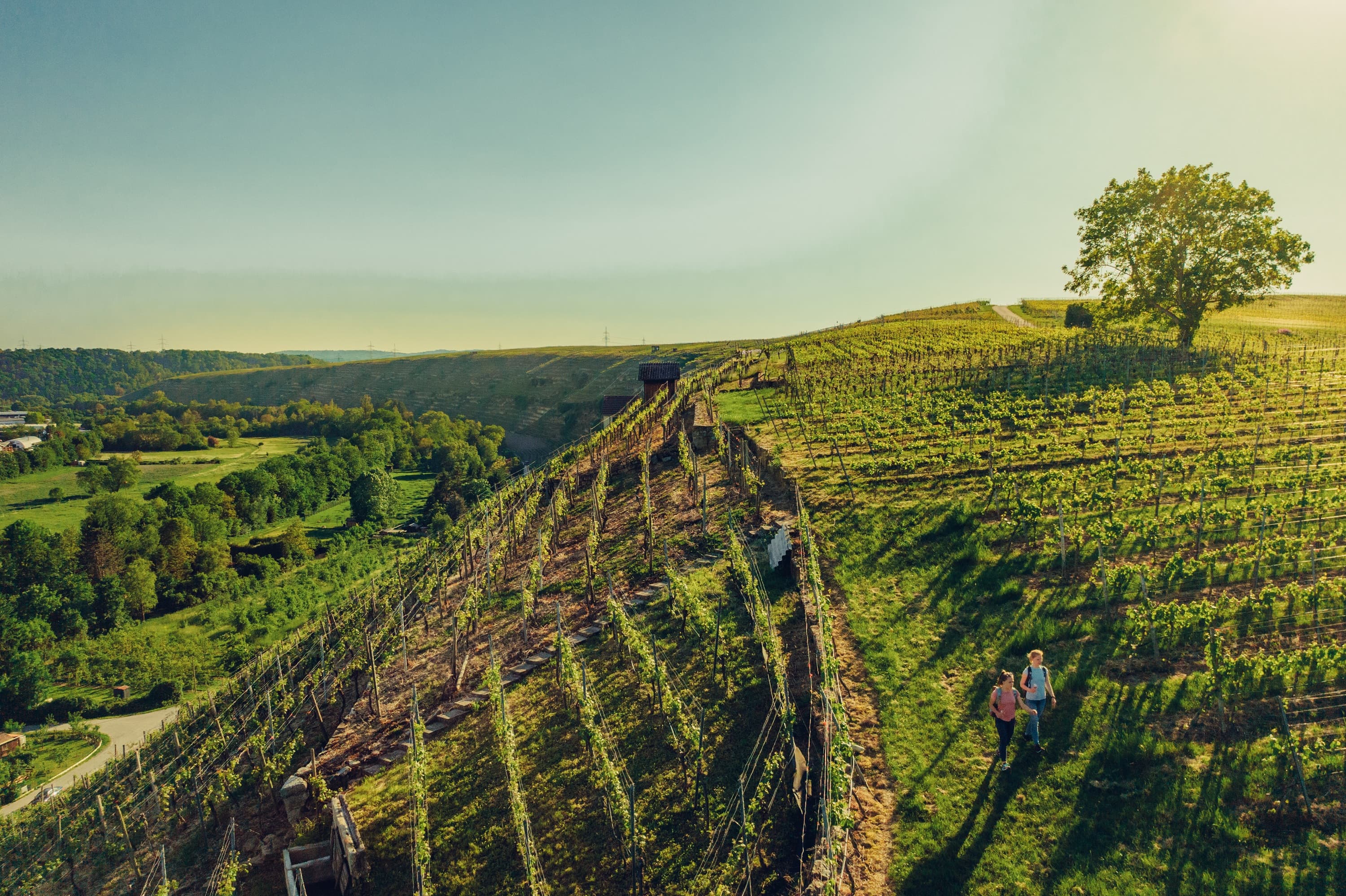 Wandern in den Katzenbeißer-Steillagen