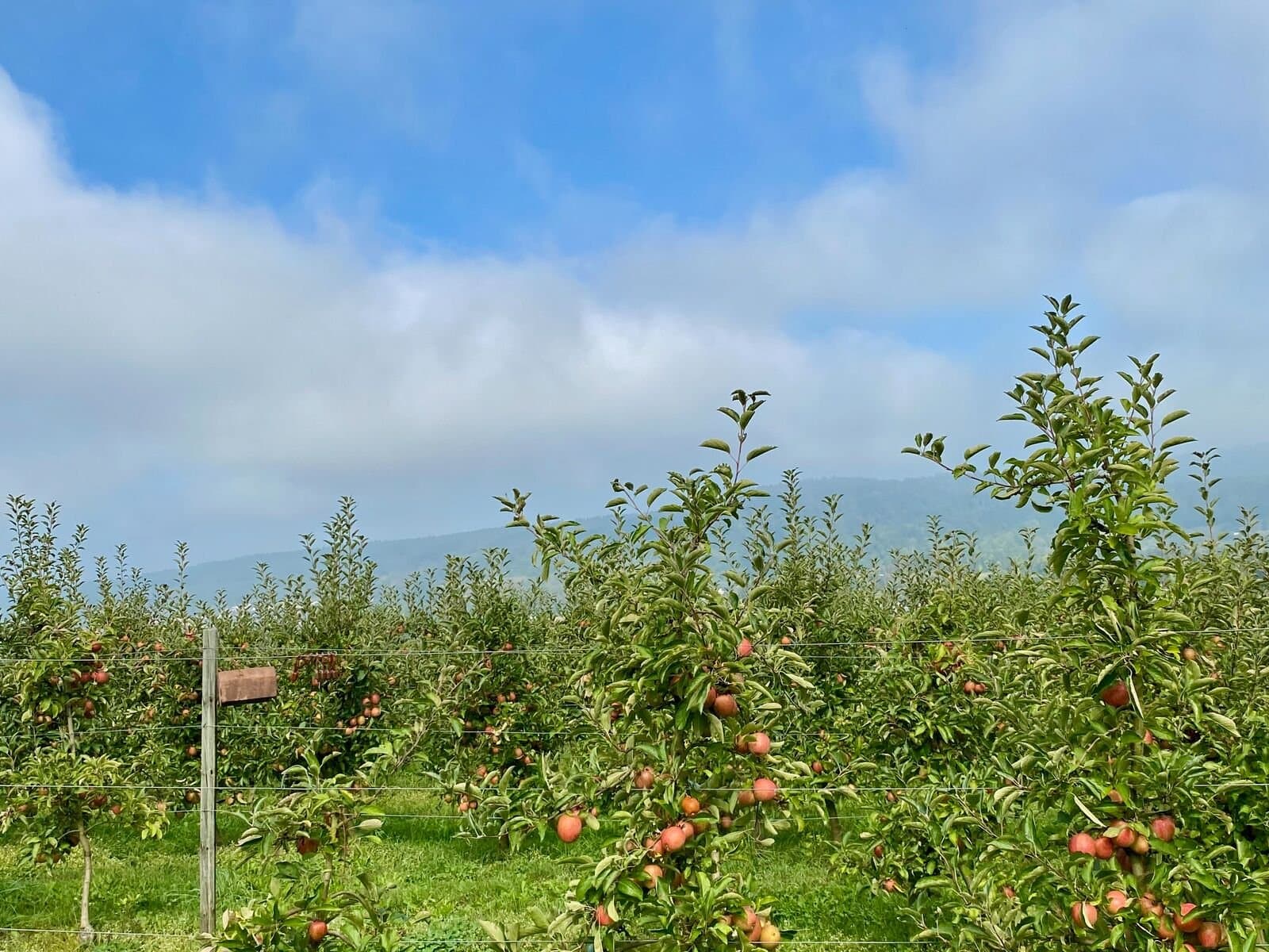 Obstbäume am Obstwanderweg Bodman
