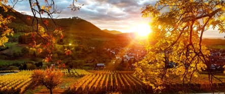 Herbst in den Beurener Weinbergen