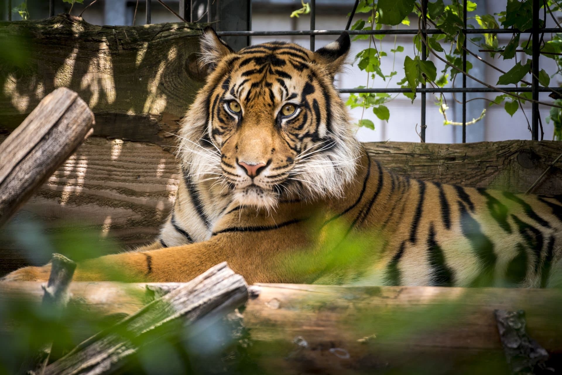 Tigers at Heidelberg Zoo