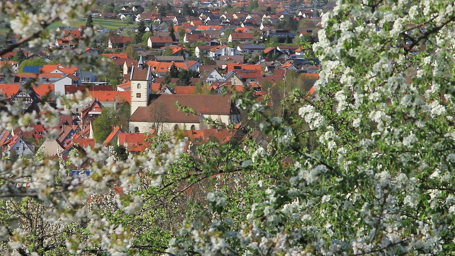 Mössingen zur Streuobstblüte
