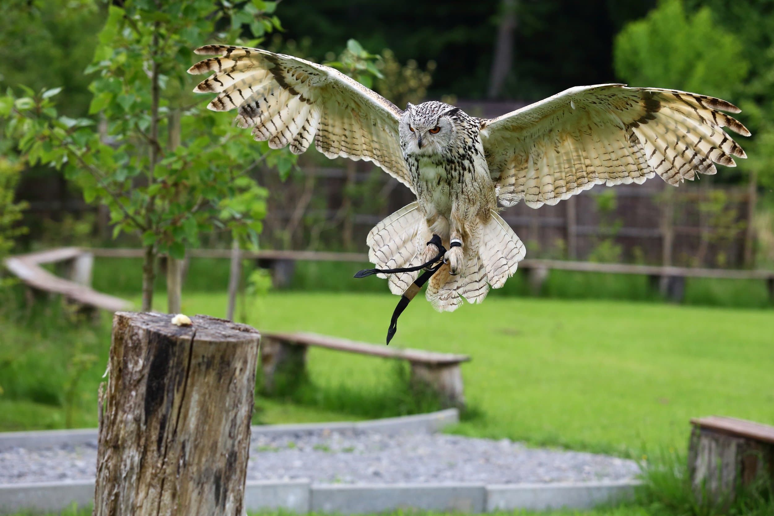 Flugvorführungen und Falkner-Workshops in der Greifvogelanlage am Spatzenwald | Wüstenrot | HeilbronnerLand