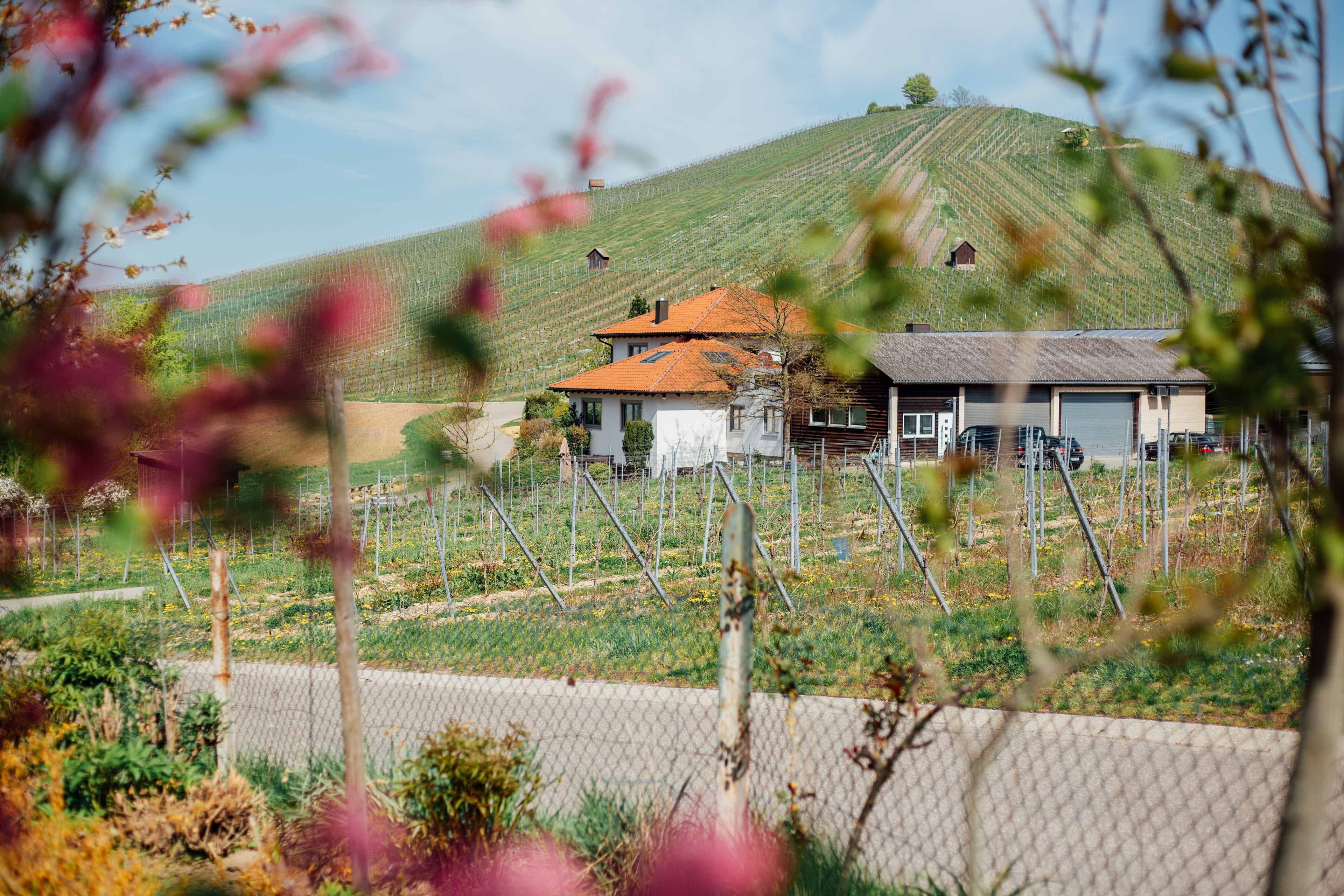 Winery Fischer Heilbronn