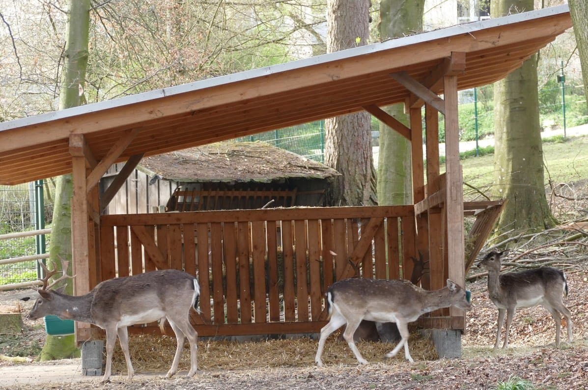 Damwild im Überlinger Rehgehege